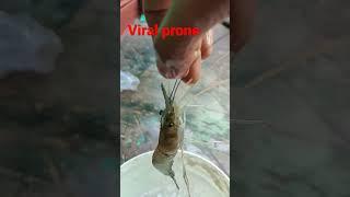 #proness#shortsfeed#fish#bucket#mortal#viral #water#short#fishtank#fishing#shorts#shortvideo