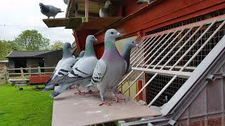 Racing Pigeons, young birds trapping - please like.