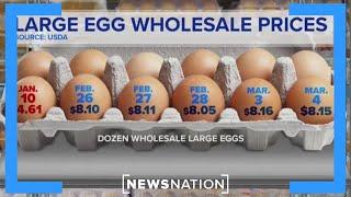 DOJ investigating egg price gouging | Morning in America