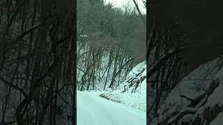 How bluff country deer climb steep hills.