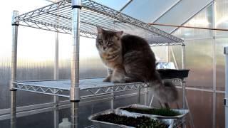 Spartacat climbs inside greenhouse
