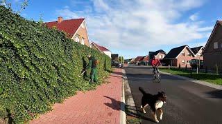 I am FORMING ivy on the FENCE, while my assistant is TRAINING on a coniferous Topiary