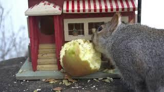 Squirrel Eating Apple