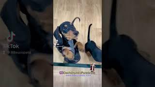 Dachshund Puppy for Sale #dachshundsingapore #sgdachshund #puppysingapore #sgpuppy #singapore #dog