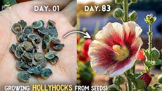 How To Grow Hollyhocks From Seeds? (SEEDS TO FLOWERS)