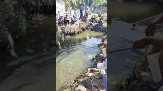 Pelepasan ikan lele lomba mancing#mancing #fishing #lomba17an #lombamancing #viralvideo #shorts #fyp