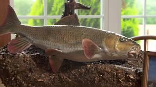 Missouri Record Fish Stories - River Redhorse Sucker