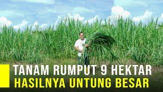 Nekat Sewa Lahan 9 Hektar Untuk Tanam Rumput Hasilya Untung Besar