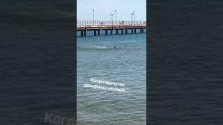 После трагедии в Хургаде,где акула убила парня ,отдыхающие на пляжах Анапы стали бояться дельфинов.