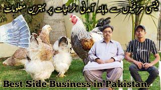 Brahma Fancy Hens Business in Pakistan ||Feed Medicine Expenses & Earning ||B4BIRDS