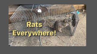 Does Baking Soda Actually Kill Rats? Baking Soda vs Rats