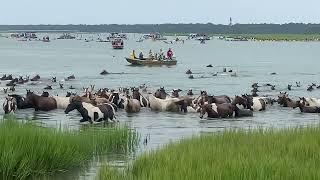 99th Annual Chincoteague Pony Swim — July 24,2024