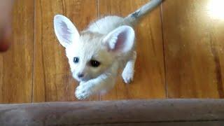 Lucy's Frolicking Fennec Fox Kits