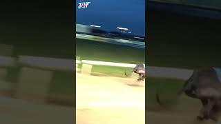 Greyhound racing 480m 