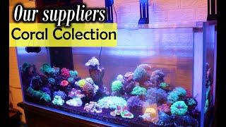 Our suppliers personal coral collection