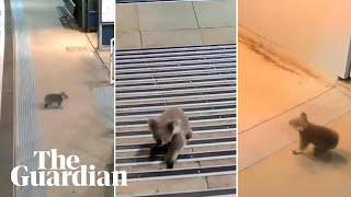 Casula koala takes a tour of Sydney train station