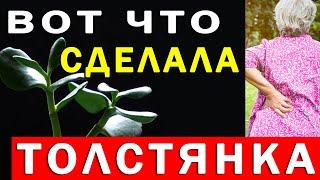 Вот что Денежное Дерево Дома Сделало с Организмом - Что Творит Толстянка | Полезные Советы для Жизни