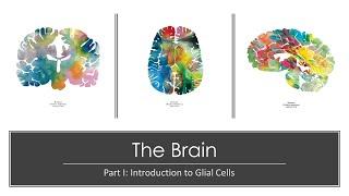 Lecture 3.3 - The Brain, Part 1: Introduction to Glial Cells