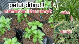 kebun minimalis‼️manfaatkan lahan sempit.#cabe #tomato #kebunminimalis