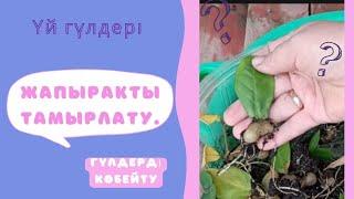 Үй гүлдерін көбейту.Жапырақты қалай тамырлатамыз?Бөлме гүлдері күтімі.