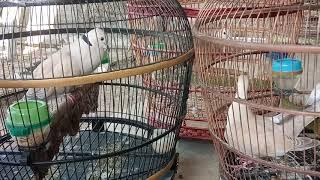 Suara burung anggungan puter lomba