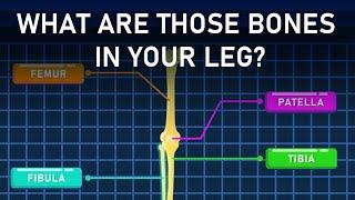 Meet Your Leg Bones!