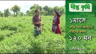 Deepto Krishi/দীপ্ত কৃষি- ১ মাসে প্রতি বিঘা জমিতে মরিচের ফলন ১২০ মন | কুষ্টিয়া | deepto tv |