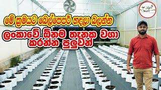 මේ ක්‍රමයට බෙල්පෙපර් හැදුවද ලංකාවේ ඕනම තැනක හදා ගන්න පුලුවන් | Bell Pepper Farming | Smart Agri