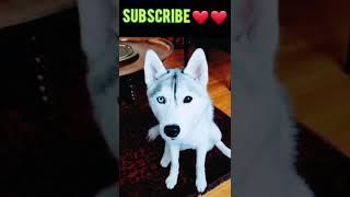 Cute Pets ‍ #shorts #tiktok #viral #itspets #pets(3)