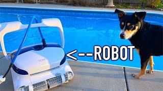 NO BS Review Dolphin Sigma Robot Pool Cleaner! AMAZING!!