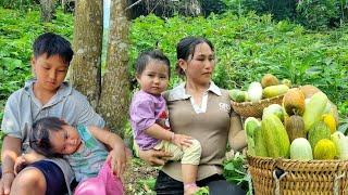 Harvesting Melons for Market | Building a Playground for Guinea Pigs and Rabbits