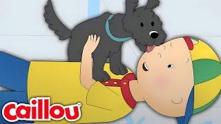 Caillou and Pepper | Caillou's New Adventures | Season 3: Episode 26