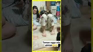 teman ngga ada akhlak,sampai kelihatan belahannya#shorts