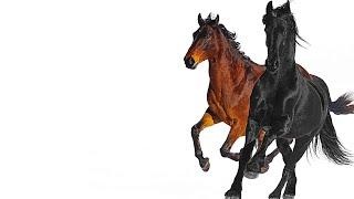 [FREE] Old Town Road Lil Nas x type beat - ( country x hiphop ) prod. bluepablo