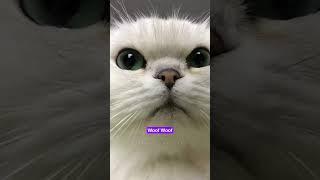 Claws for Laughter: The Funniest Cats Ever! #catshorts #funny #animals #shorts #comedy