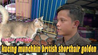 VLOG HENDRA HERMAWAN | update harga adopsi kitten yang lulu lucu