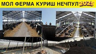 МОЛ ФЕРМА КУРИШ НЕЧПУЛГА ТУШАДИ 2025 ЙИЛДА 250 ТА МОЛ УЧУН