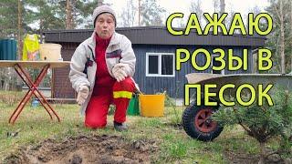 #1 СДЕЛАЙ САМ. КАК ПОСАДИТЬ РОЗУ В ПЕСОК