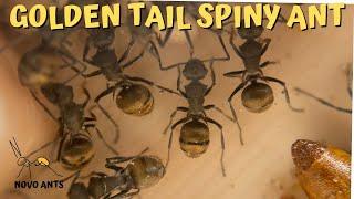 Golden Tail Spiny Ants - Colony Reveal - Polyrachis vermiculosa