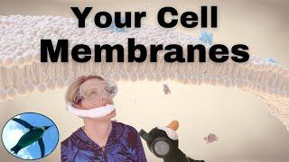 Your CELL MEMBRANES 