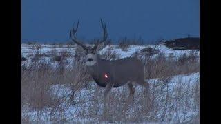 Giant Mule deer  bow hunt ARROW AFFLICTION