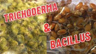 Mushroom Contamination - Bacillus (Wetspot) and Trichoderma (Green Mold)
