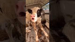 Cute baby cow moo mooing sound #shorts #cute #animalsounds #sapi #funny #baby #short #inek #india