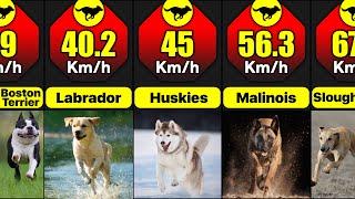 What Are The Fastest Breeds Of Dogs In The World | Comparison