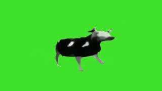 Dancing Polish Cow Green Screen