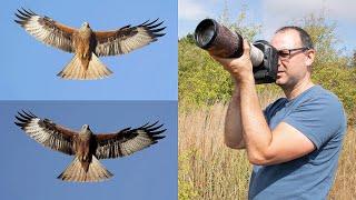 How to Photograph Birds in Flight Against the Sky - Exposure Compensation and Manual Exposure