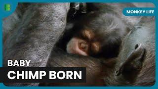 Chimpanzee Family Welcomes New Baby - Monkey Life - Documentary