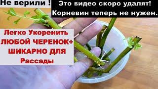 ЛУЧШЕ КОРНЕВИНА 100%  ЛЕГКО УКОРЕНИТЬ ЛЮБОЙ ЧЕРЕНОК 100%/ Черенкование. Укоренить розу и виноград.