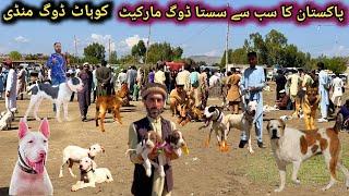 Ramazan Ki Waja Sy Dogs  Market Mai Price Intehai Kam | Special Dogs market | Kohat dog Mandi