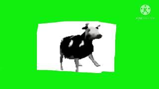 Polish cow green screen